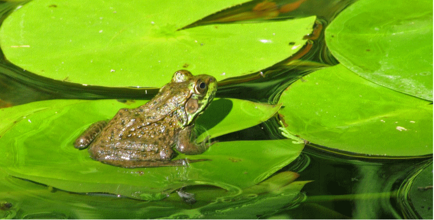 maregrenouille